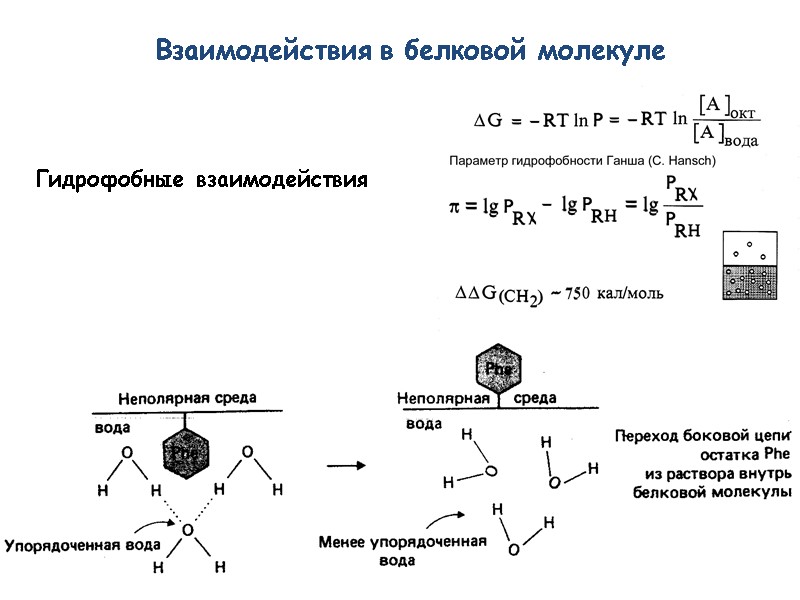 Гидрофобные взаимодействия Взаимодействия в белковой молекуле